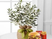 Olive trees Macdonald Grooa article