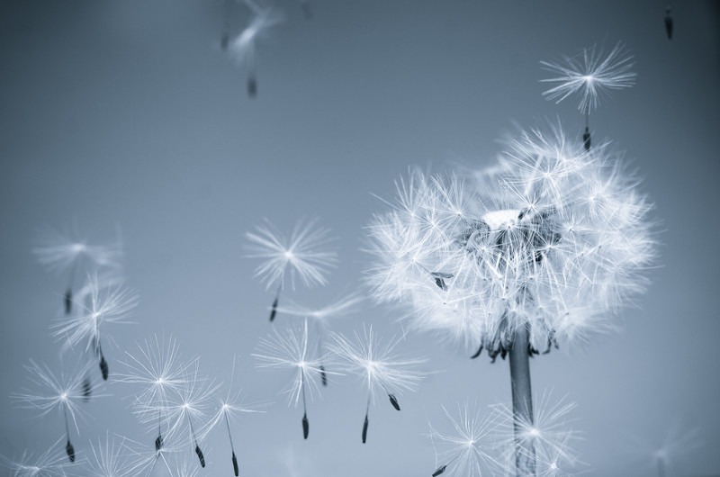 Dandelion in the wind